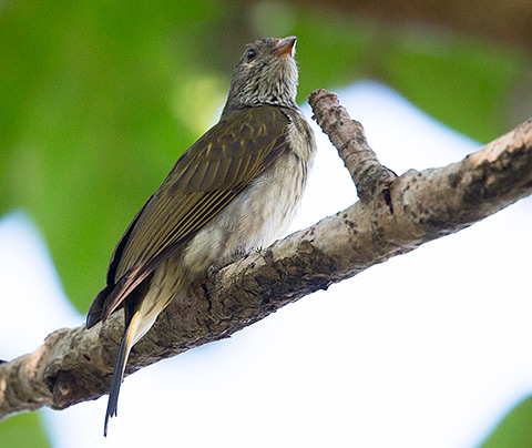 Scaly-throated Honeyguide